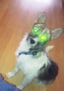 Hund mit Laser Augen
